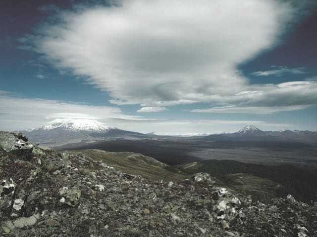 Kiwi released into Tongariro Forest