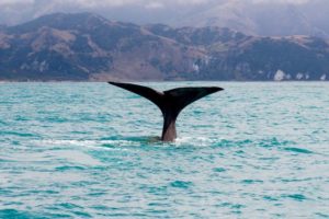 Whale collisions unheard of near Kaikōura – operators