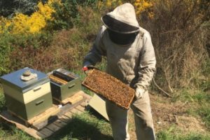 All abuzz with bees for The Rees