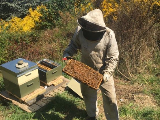 All abuzz with bees for The Rees