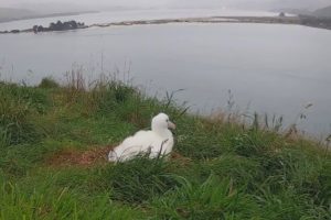 Royal Albatross Centre celebrates 50 years