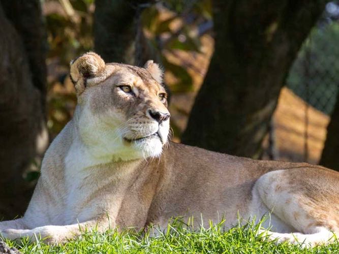 Auckland Zoo farewells much-loved lions | Tourism Ticker