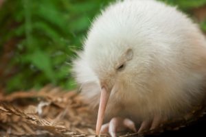 Pūkaha launches cultural tours