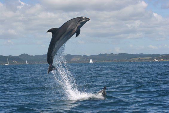 DOC calls for submissions on dolphin interaction rules