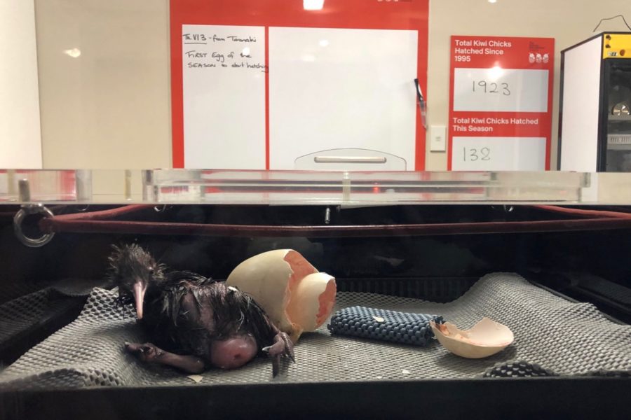Kiwi’s eager arrival marks strong start to hatching season