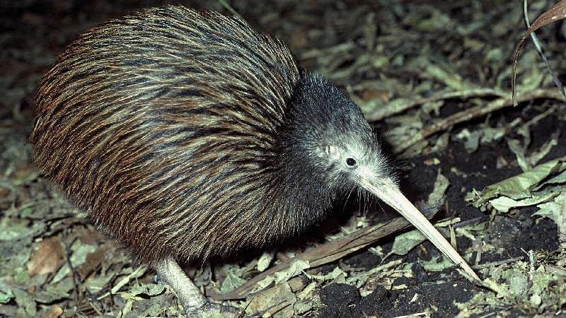 Help sought for animal care at Otorohanga Kiwi House