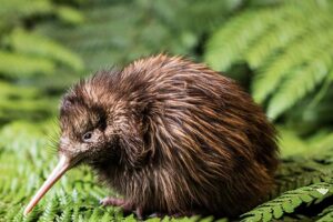 National Kiwi Hatchery marks opening
