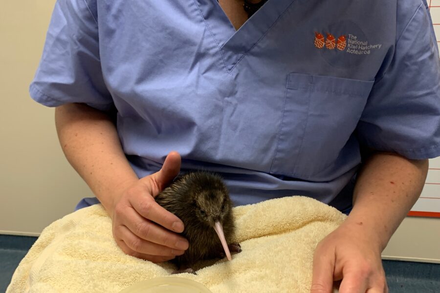 Cruise donations fund kiwi hatching