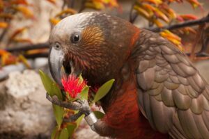 Consultation on biodiversity protection, economic benefits opens