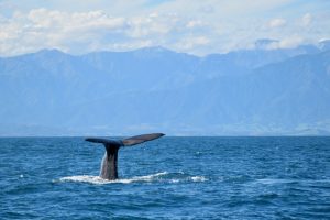 Perspectives: They’re major marine attractions but ‘forever chemicals’ are contaminating dolphins, whales