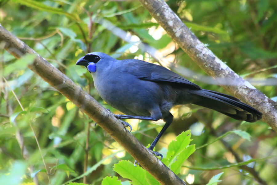 New deal keeps Pūkaha National Wildlife Centre open