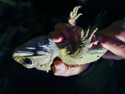 Sanctuary Mountain launches biodiversity credits programme  