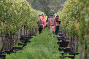 Election 2026: Nats pledge easier seasonal hiring, simpler hospo licensing