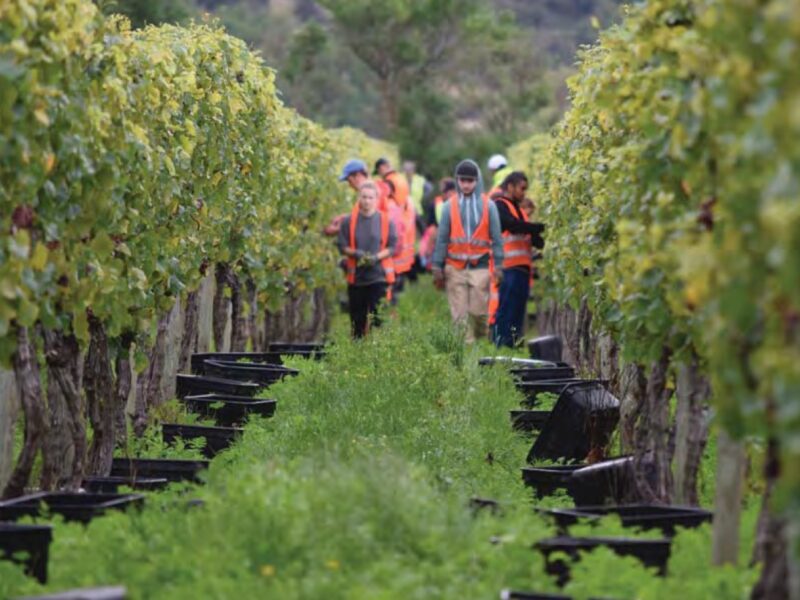 Election 2026: Nats pledge easier seasonal hiring, simpler hospo licensing