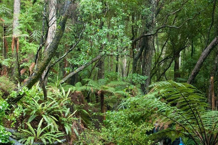 DOC consults operators for island pest plan