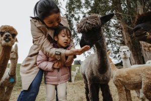 After a domestic boom, agritourism sees strong wholesale, international demand