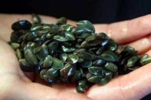 Kelly Tarlton’s partnership hopes to re-mussel Hauraki Gulf