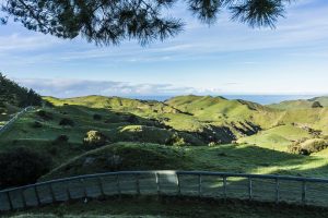 DOC apologises, commits to improvements after Cape Sanctuary kiwi deaths