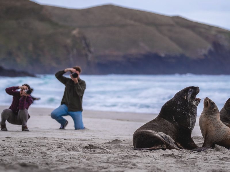 Wild Dunedin unveils 200+ events