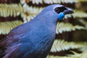 DOC fund invests in Taranaki habitat, kōkako projects