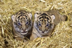 Hamilton Zoo sets up tiger cub viewing monitor for visitors