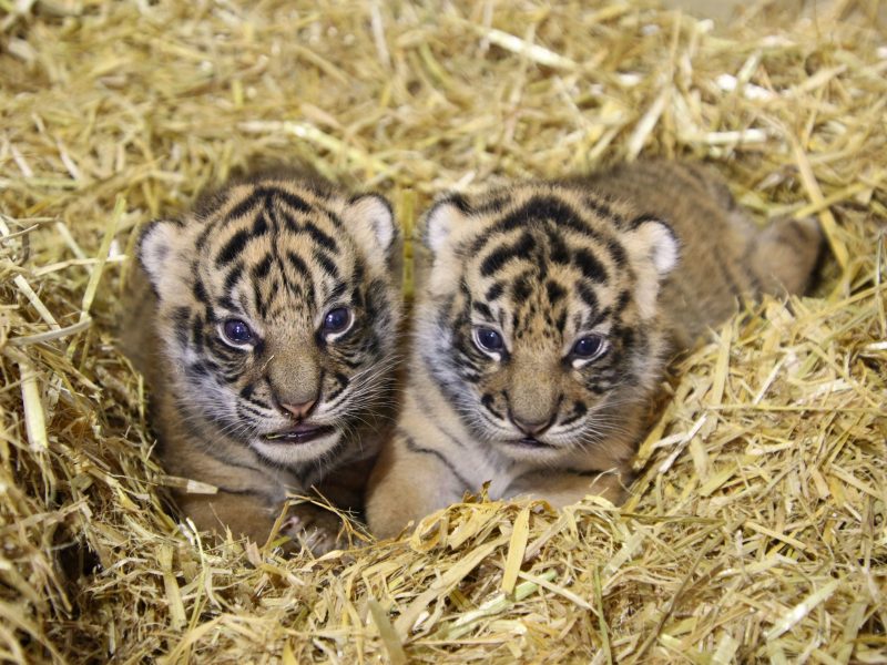 Hamilton Zoo sets up tiger cub viewing monitor for visitors
