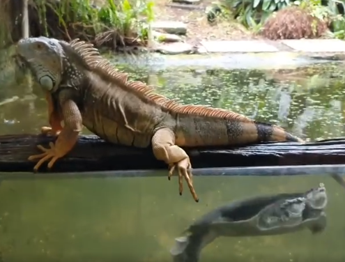 Stolen animals returned to reptile park