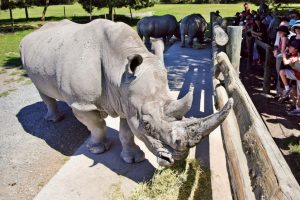 …as MPI says “no immediate animal welfare or staffing issues” at Orana Park