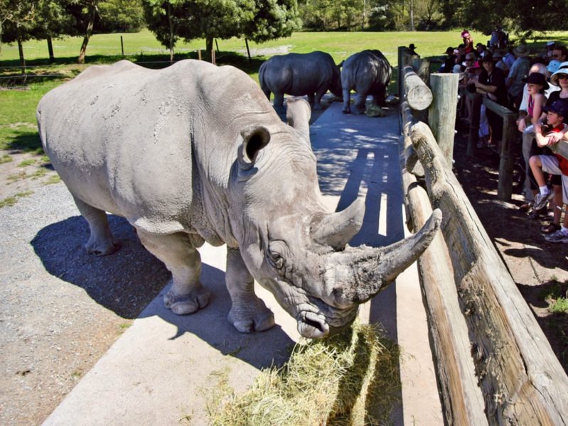 …as MPI says “no immediate animal welfare or staffing issues” at Orana Park