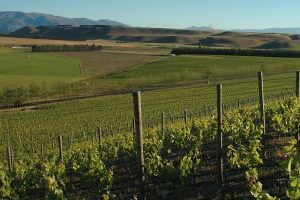 Wine group warns of mining impact on tourism