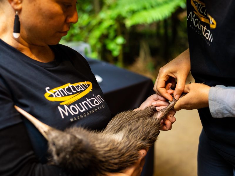 Sanctuary Mountain Maungatautari launches up-close kiwi tour