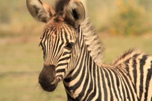 MPI: “No immediate concerns” after giraffe, zebra die at Orana Park