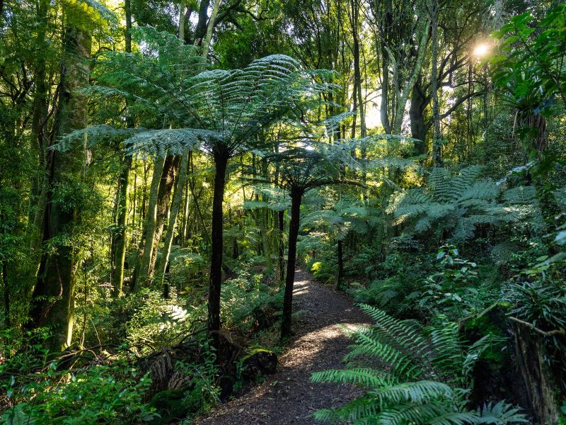 Sanctuary Mountain Maungatautari tops global biodiversity credit sales
