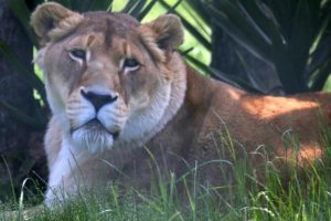Lifeline for Kamo lions under new property owners