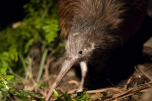 DOC: Dog attacks on wildlife increasing