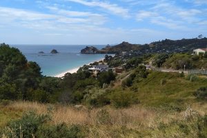 Invasive trees felled for Cathedral Cove access…