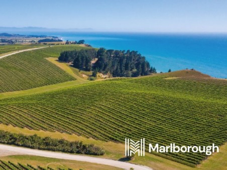 Marlborough to host Sauvignon Blanc NZ 2027