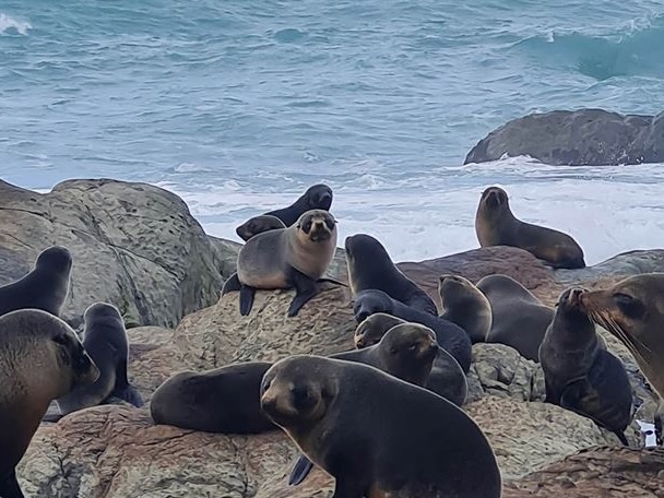 New virus could impact seals