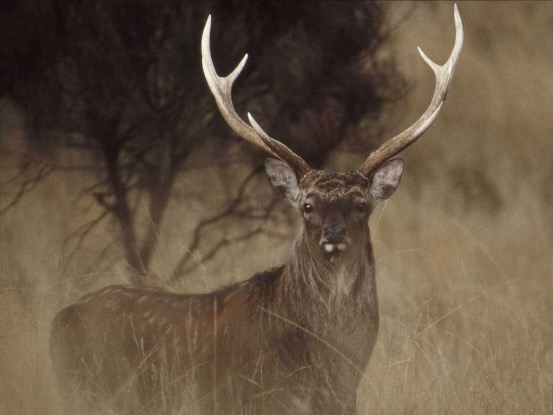 Public to have say on herds of special interest