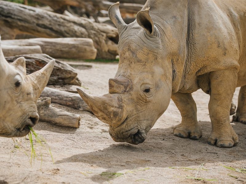 Auckland, Hamilton zoos euthanise elderly animals after health declines