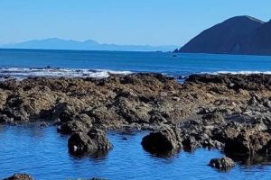 DOC calls for info following marine reserve incidents…
