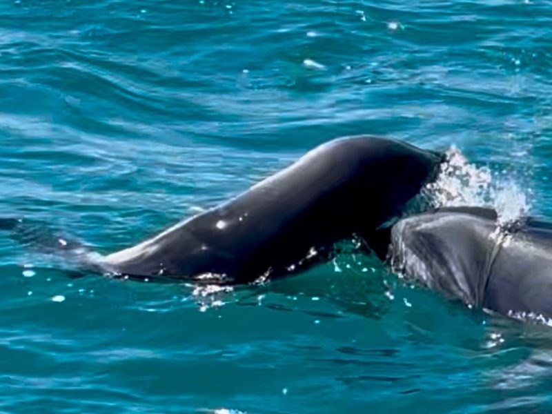 DOC urges space for bottlenose dolphin carrying dead calf