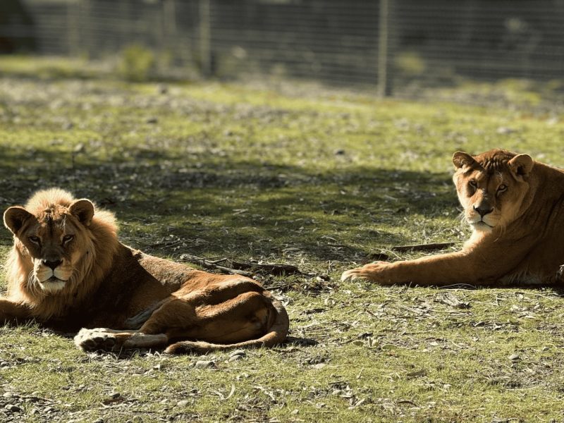 Orana Wildlife Park euthanises 3 lions