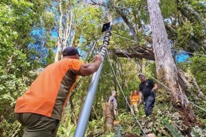 DOC deploying AI traps on Heaphy Track in first for conservation estate