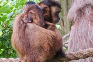 New addition for Brooklands Zoo