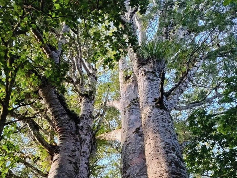 Waipoua Forest Kauri Walks to close for major upgrades 