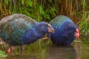 Fiordland pair to lead revival of Te Anau bird park