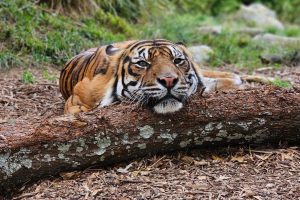 Wellington Zoo loses Sumatran tiger