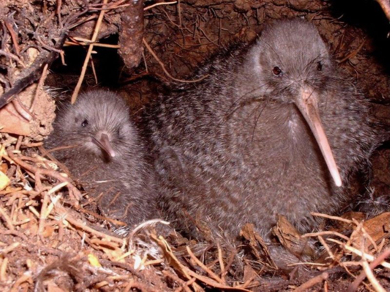 Southern operators make conservation push in Fiordland