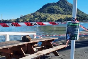 DOC calls on public to give visiting seals space